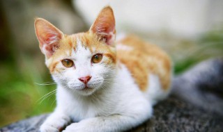 云吸猫是什么意思 云吸猫的含义