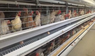 鸡笼警告什么意思 鸡笼警告解释