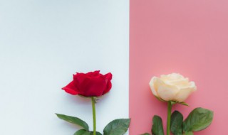 白玫瑰什么意思 白玫瑰的意思