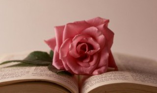 33朵粉玫瑰代表什么意思 33朵粉玫瑰的意思是什么
