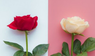 两朵玫瑰花代表什么意思 两朵玫瑰花的意思是什么