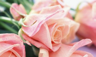 六朵玫瑰花代表什么意思 六朵玫瑰花的意思是什么