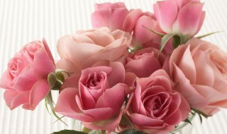 66朵玫瑰代表什么意思 66朵玫瑰的意思是什么