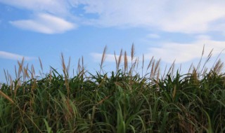 处暑是秋天的开始吗 处暑是秋季吗