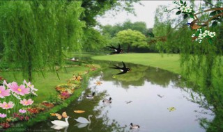 春天燕子从哪里飞回来 燕子的相关知识介绍