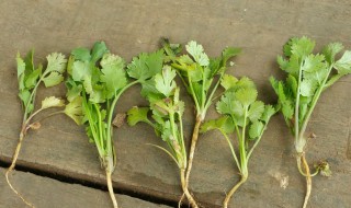 香菜种植方法和时间是什么 香菜种植方法和时间介绍