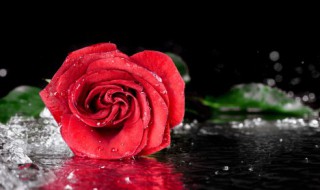 11支玫瑰代表什么 11支玫瑰代表的含义