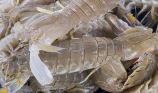 濑尿虾最简单做法 濑尿虾的烹饪方法