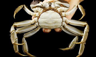 生螃蟹怎么清洗最干净 怎么清洗生螃蟹最干净