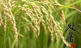 处暑养生原则 处暑怎么养生