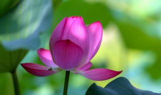 爱莲说题目的意思 爱莲说题目的解释