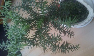 松树代表什么 松树代表哪些情况