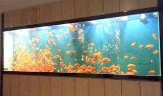 鱼缸玻璃总是脏怎么办呀 鱼缸玻璃总是脏处理方法