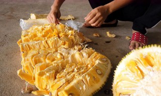 菠萝蜜切开太生了怎么办 菠萝蜜切开太生了解决方法