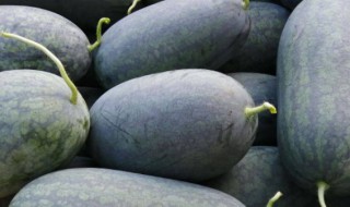 如何挑选黑美人西瓜 挑选黑美人西瓜的小技巧