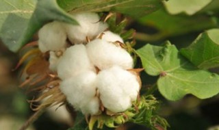 棉花的产地在哪里 棉花的产地在哪