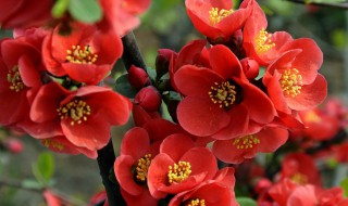 海棠花语是什么 海棠花语简单介绍