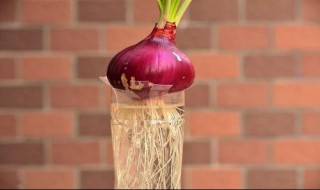 洋葱会开花吗怎么种洋葱 洋葱的花是什么样的