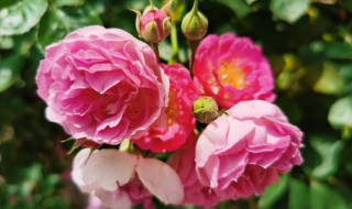 蔷薇花一般是什么时候开花 蔷薇花花期简单介绍