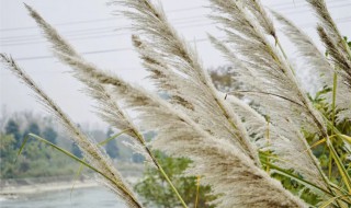 芦苇和芒草有什么区别 芦苇和芒草区别在哪