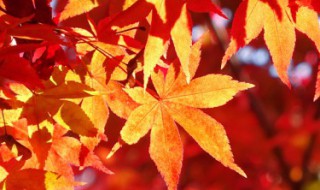 秋分诗词 关于秋分诗词