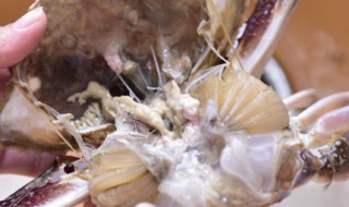 沙螃蟹怎么处理清洗最干净 沙螃蟹清洗干净方法