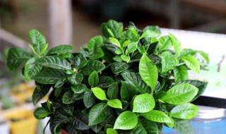 养栀子花的注意事项 养栀子花需要注意什么