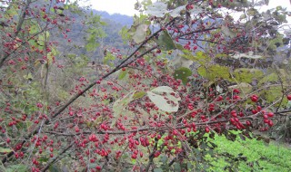 茱萸寓意是什么意思 茱萸有什么寓意
