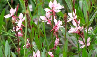 山桃草的花语寓意介绍 山桃草的花语寓意是什么