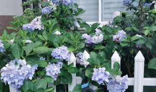 无尽夏的花语和寓意 无尽夏的花语和寓意是什么