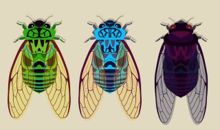 金蝉有什么寓意 金蝉的寓意