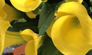 马蹄莲花语寓意是什么 马蹄莲花语的寓意介绍