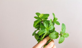薄荷叶的寓意及象征 薄荷叶有什么寓意及象征