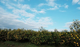 野花什么的像什么 野花什么的像什么造句举例