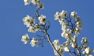 送白玉兰代表的含义是什么 送白玉兰代表的含义