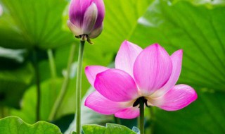 荷花的象征意义 荷花的象征意义简单介绍