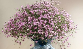 满天星的花语及寓意是什么 满天星的花语和寓意