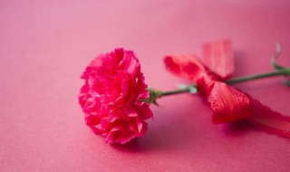 康乃馨的象征意义是什么 康乃馨代表什么