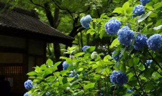 绣球花寓意和象征意义 绣球花寓意和象征意义介绍