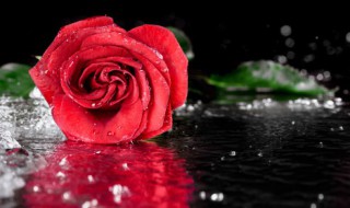 玫瑰代表什么象征意义 玫瑰代表的象征意义