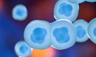 DNA是什么意思啊 DNA的解释