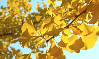 种杏树的寓意 关于种杏树的寓意