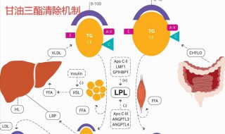 甘油三酯低是什么意思 甘油三酯低意思是什么