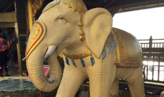 大象的具体寓意 大象的寓意