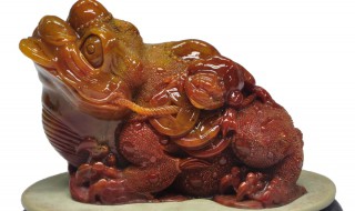 金蝉的寓意有哪些 金蝉的寓意具体有哪些