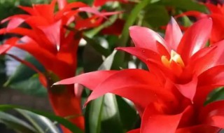 鸿运当头的寓意和象征是什么 鸿运当头的寓意和象征是怎样的