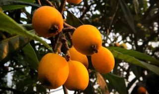 枇杷爱情寓意 枇杷爱情含义