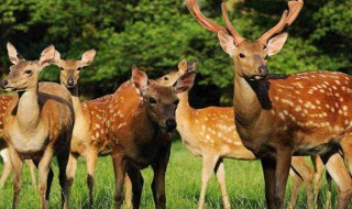 梅花鹿象征什么寓意 梅花鹿象征着什么