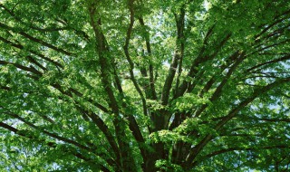 大树枝叶稠的一面是什么方 大树枝叶稠的一面方向是什么