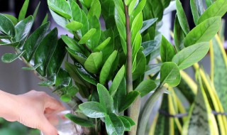 金钱树发黄了解救方法 金钱树发黄了怎么办